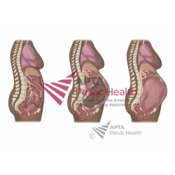 3rd Trimester Pregnancy