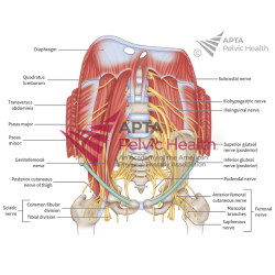Abdominal Nerves