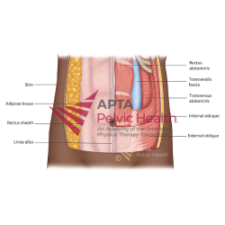 Abdominal Wall with Layers