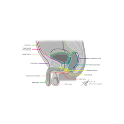 Fasciae of Male Pelvis