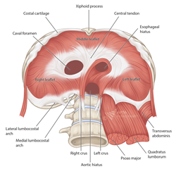Underside of Diaphragm