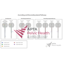 Ascending and Descending Spinal Pathway