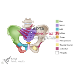 Bone Color Labeled Pelvis