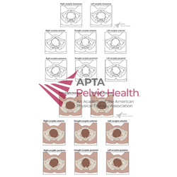 Cephalic Presentations