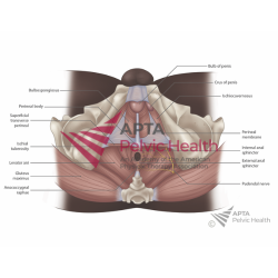External Male Pelvis