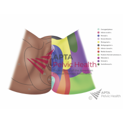 Female Dermatomes