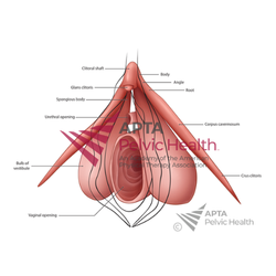 External Genitalia