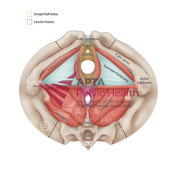 Female Pelvic Floor (Superior and Inferior View)
