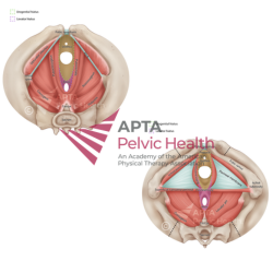 Female Pelvis 2D to 3D