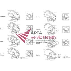 Fetal Cardinal Movements