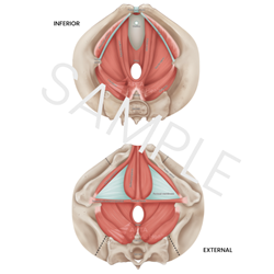 2D Male Pelvic Model Downloadable Diagram