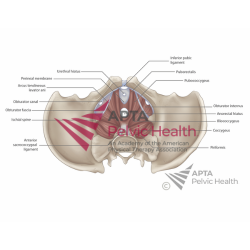 Internal Male Pelvis