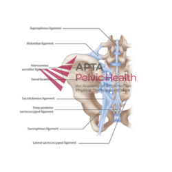 Ligaments of Pelvis