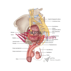 Male Neuro Pelvic Plexus