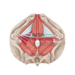 Male Pelvis 2D to 3D External
