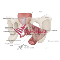 Male Pelvis with Muscular Attachments and Sphincter
