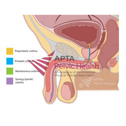 Male Urethra Sections