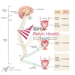Micturition Pathways