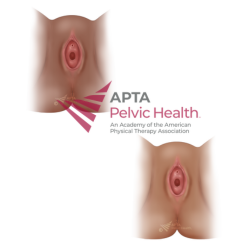 Pediatric Vulva