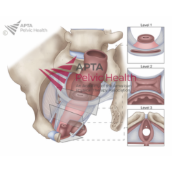 Pelvic Fascia Support