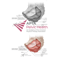 Pelvic Muscles Medial View