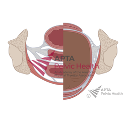 Pelvic Organ Compression during Pregnancy