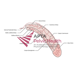 Penile Vasculature