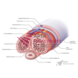 Penis Cross Section