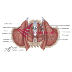 PFM Caudal View