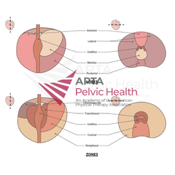Prostate Lobes and Zones