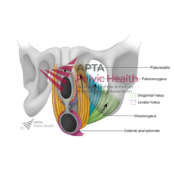 Puborectalis Muscles with Urogenital Hiatus and Levator Hiatus