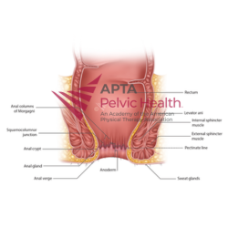 Rectal Cross Section