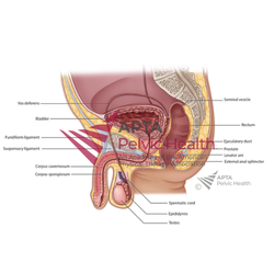 Male Anatomy (Sagittal View)