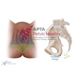 Urogenital and Anal Triangle