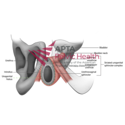 Urogenital Sphincter