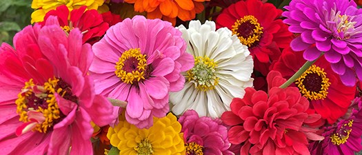 Ask an Expert: Managing Diseases of Dahlia, Zinnia, Sunflower, and Snapdragon Cut Flower Crops 