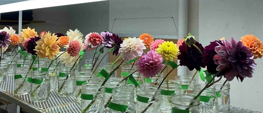 From Trial Plot to Dedicated Crop: How to Evaluate a New Variety