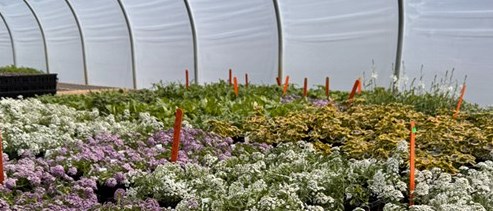 Greenhouse Hacks: Practical Fixes on a Farm Budget