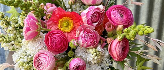 Ask an Expert: Starting Ranunculus from Seed