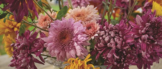 Ask an Expert: All about Chrysanthemums