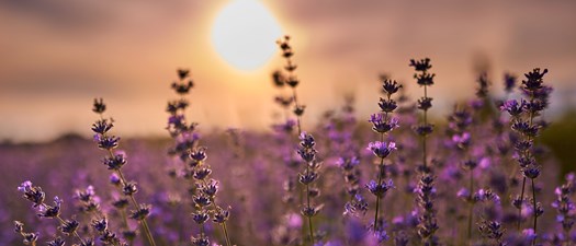 Selling Wholesale: Is that Right for Your Farm?