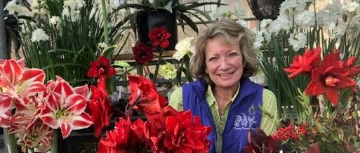 Ask an Expert: Forcing Glorious Blooms for Holiday Sales