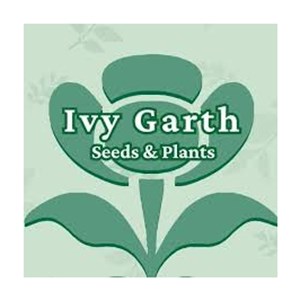 Photo of Ivy Garth Seeds & Plants