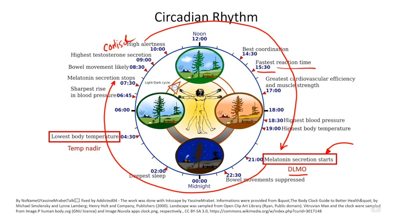 B Circadian