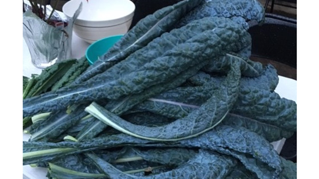 Kale Harvest