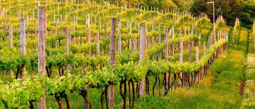 HAE Denver | Taste Entrepreneurial Success in the Wine Business