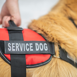 Photo of Service Animals