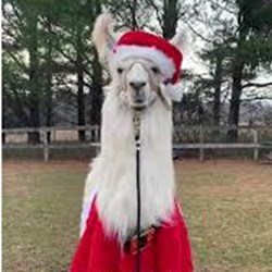 Holiday Market Fa La La La Llamas