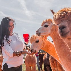 Block Party Mini Petting Zoo