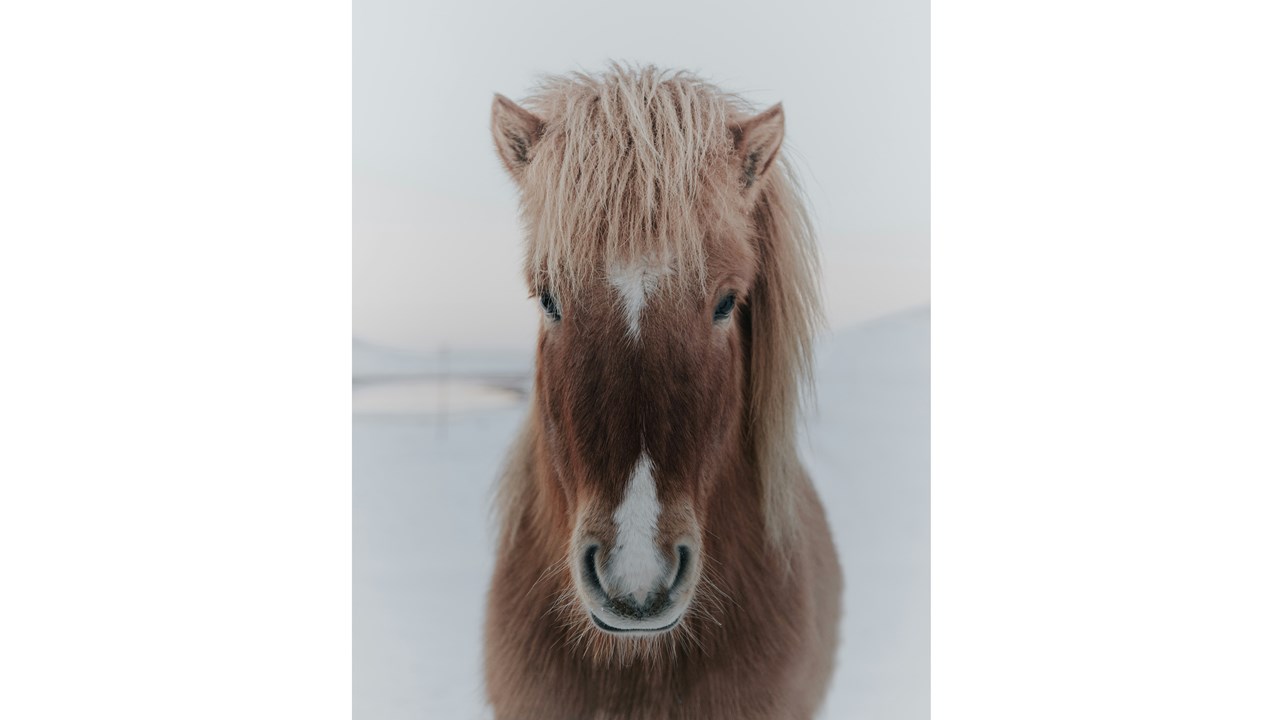 We've got majestic ponies, we've got silly ponies, we've got fuzzy ponies!